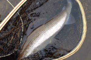 Ladies Fishing River Annan