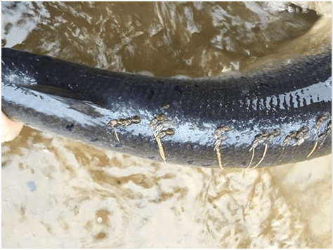 10153857_1061807467202816_7346598527383434719_n