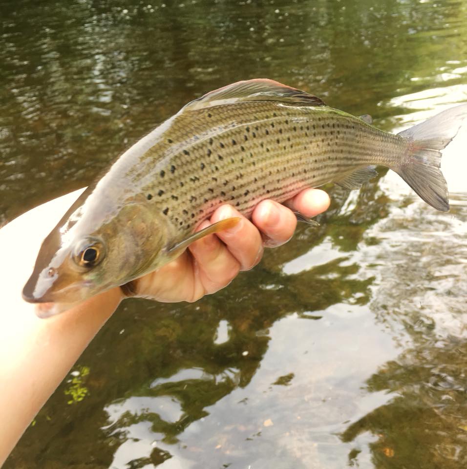 Photograph Phillippa Hake